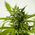 AZ CANNABIS AMMA