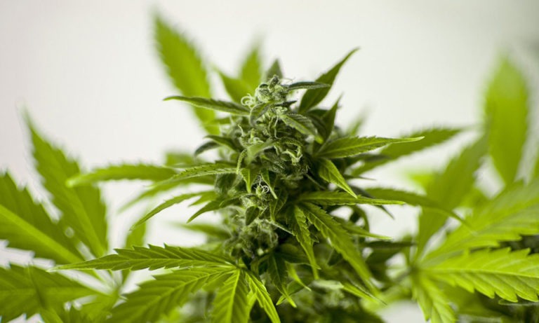 AZ CANNABIS AMMA